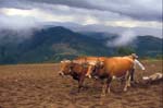 bolivia-0778