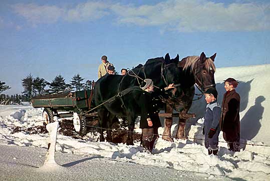 I marken med Mortens heste ca. 1953