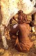 Himba woman milking cow