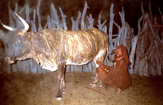 Milking cows at night