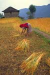 Nepal-0429