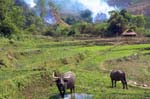 Thailand-0223
