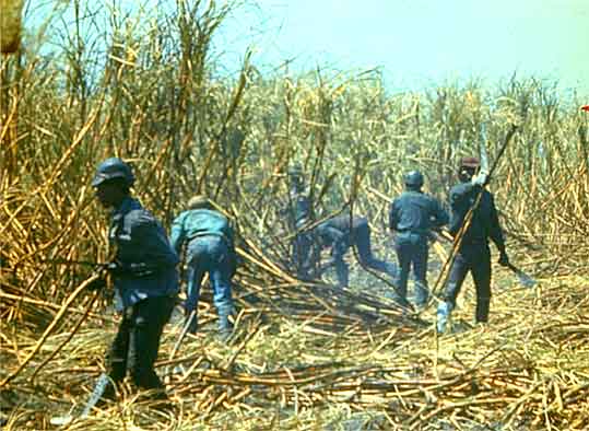 Sugar cane workers