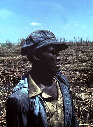 Sugar cane worker in Florida