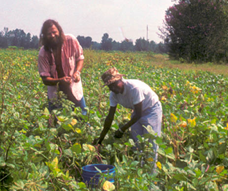 I am soaking wet picking peas with Mary in 1986  Photo by another field worker