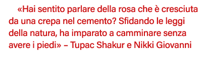  Hai sentito parlare della rosa che è cresciuta da una crepa nel cemento  Sfidando le leggi della natura, ha imparato   