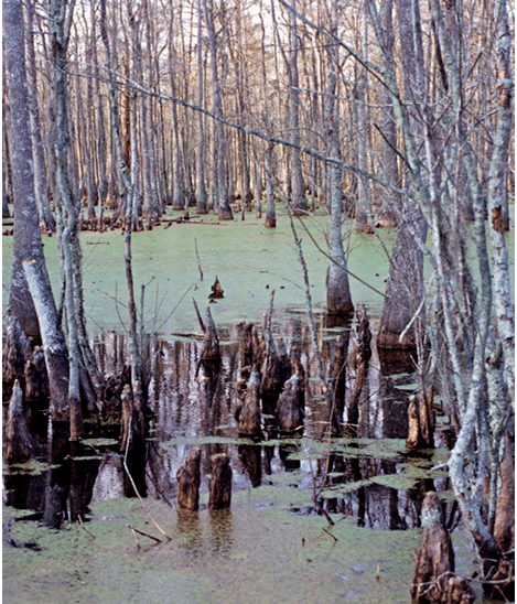 1996 - swamps, LA 
