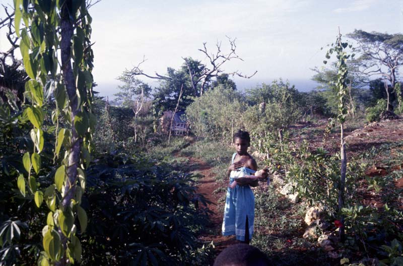 Jamaica_39