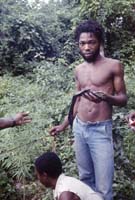 Jamaica_74